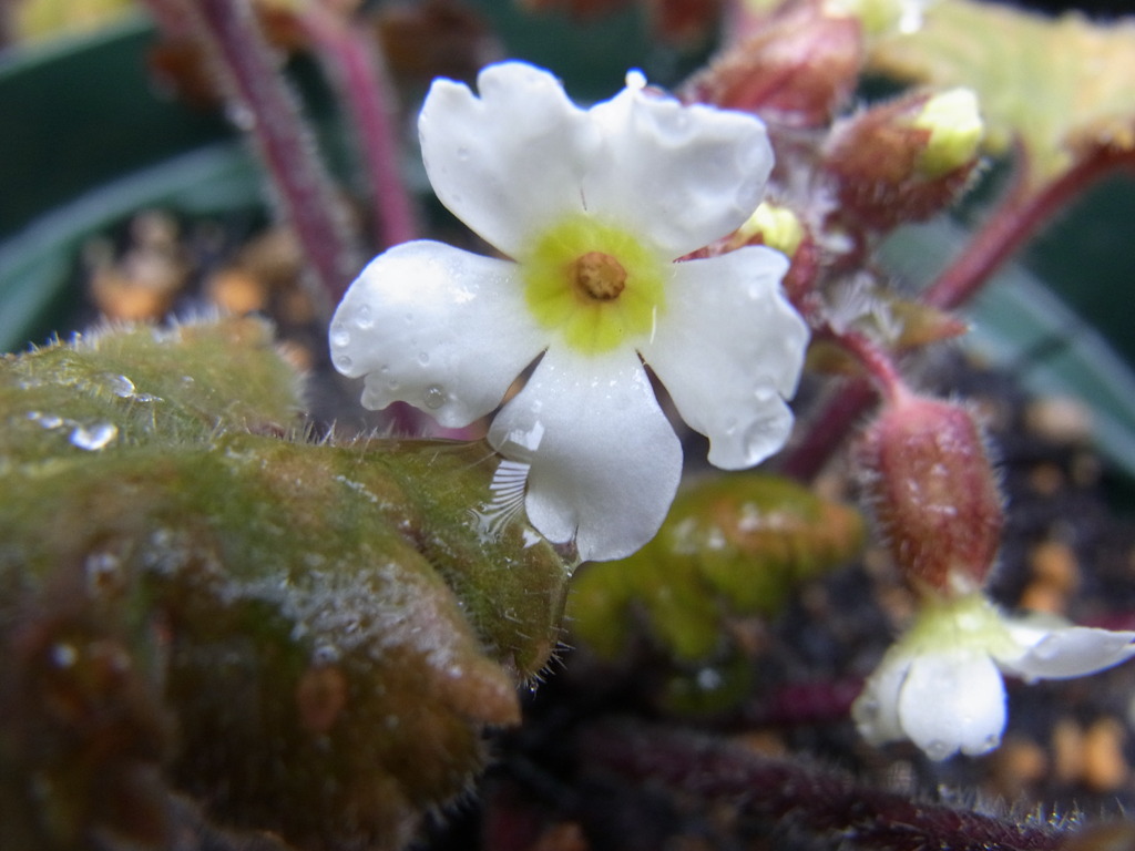 プリムラ　シネンシス・２