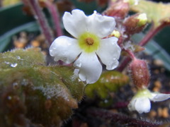 プリムラ　シネンシス・２