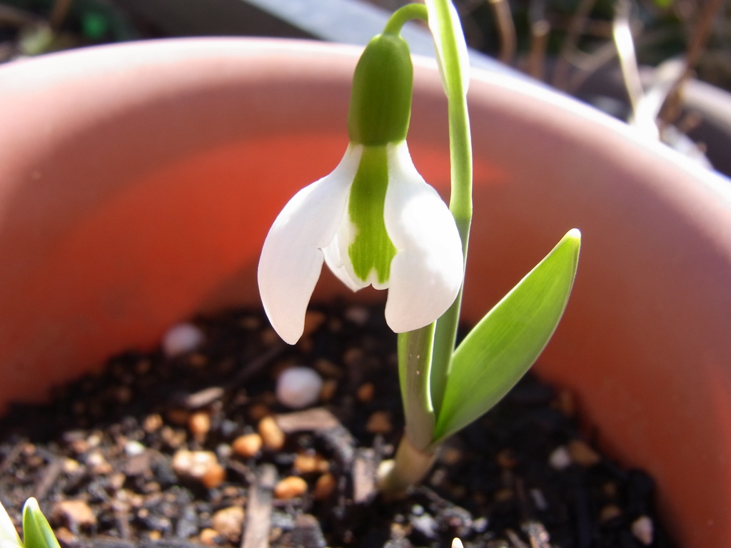 スノードロップ・２