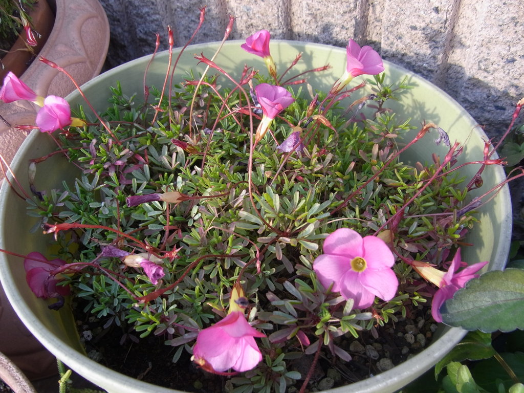 オキザリス　桃の輝き