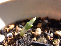 スノードロップ・４