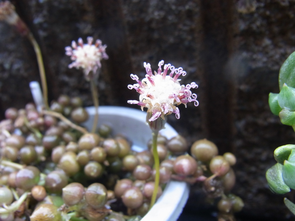 グリーンネックレス・１