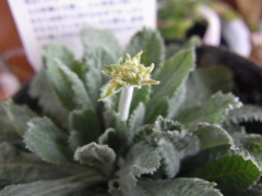 プリムラ　カピタータ