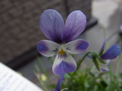 ビオラ　フェアリーテイル