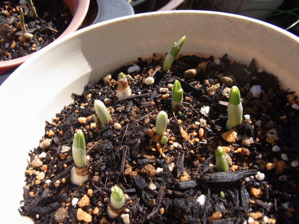 スノードロップ・３