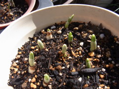 スノードロップ・３