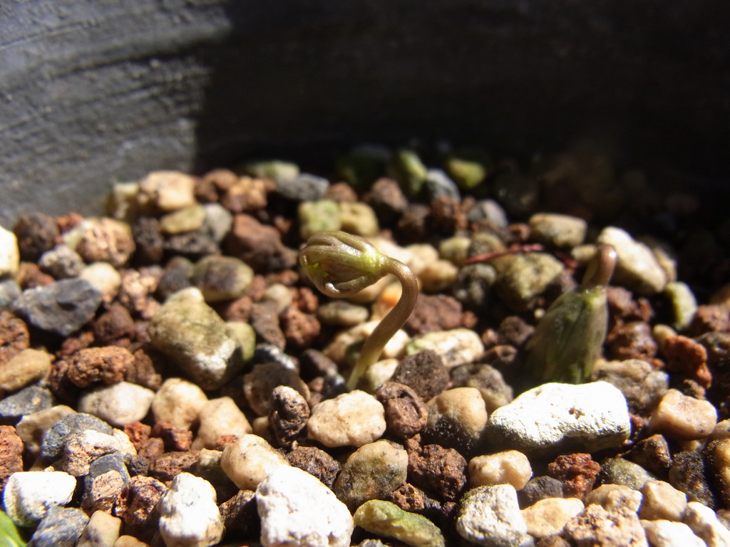 セツブンソウ・３