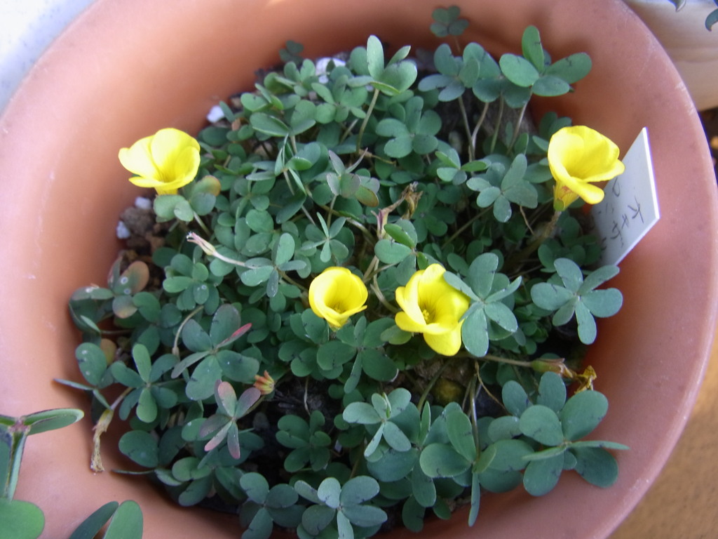 オキザリス　ロバータ・１