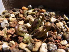 セツブンソウ・４