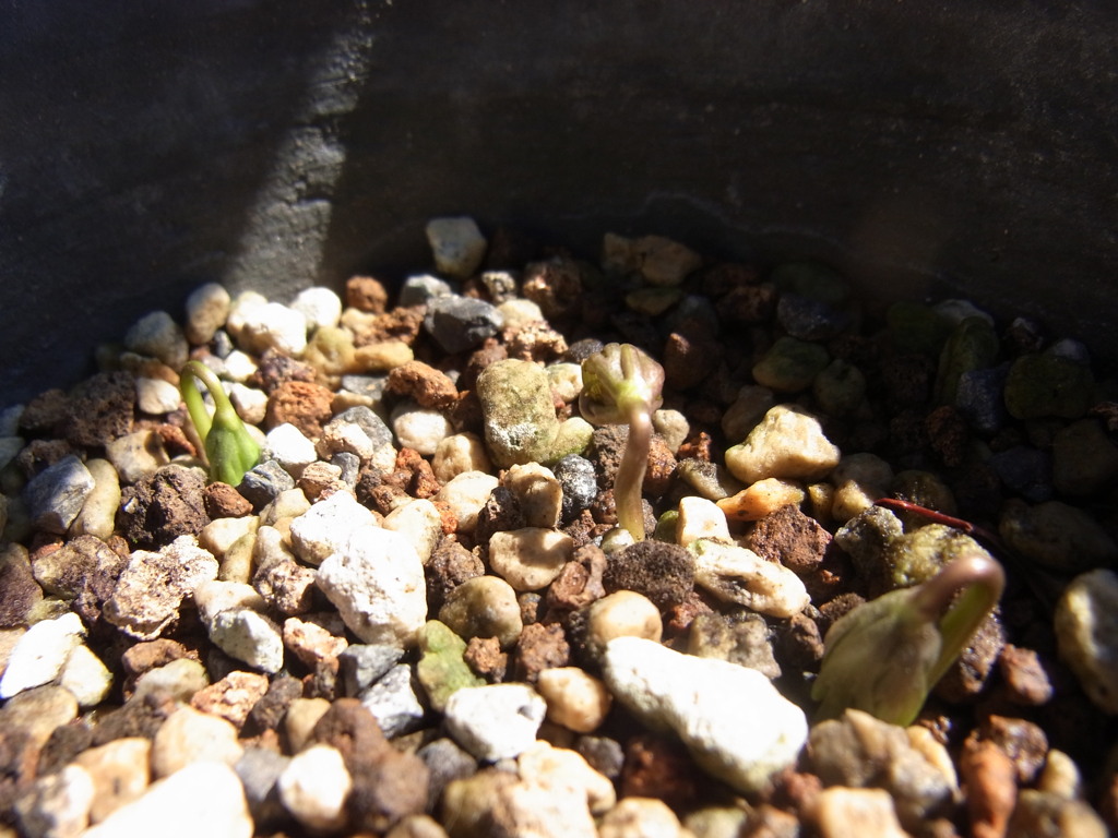 セツブンソウ・２