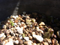 セツブンソウ・２