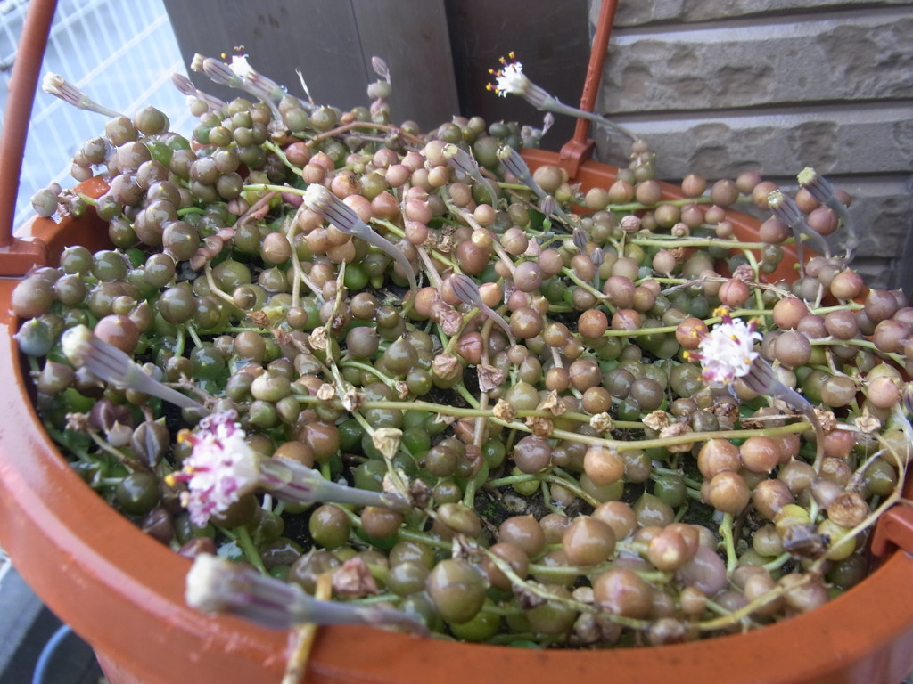 グリーンネックレス・２