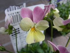 ビオラ　シュークリーム