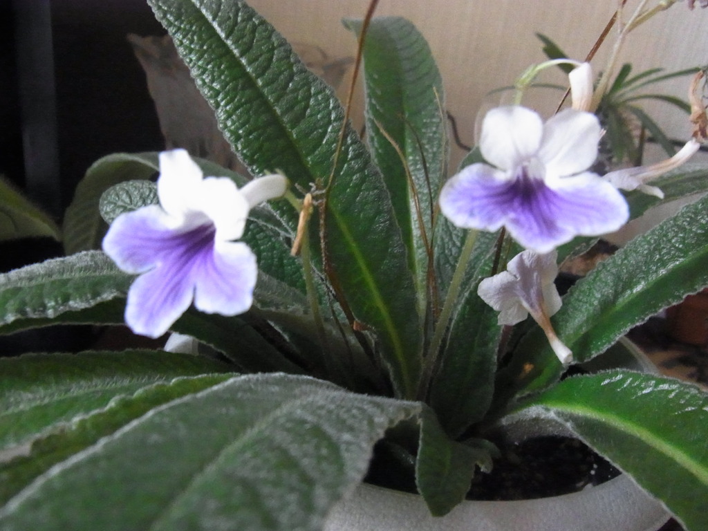 ストレプトカーパス・３