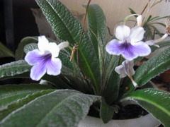 ストレプトカーパス・３