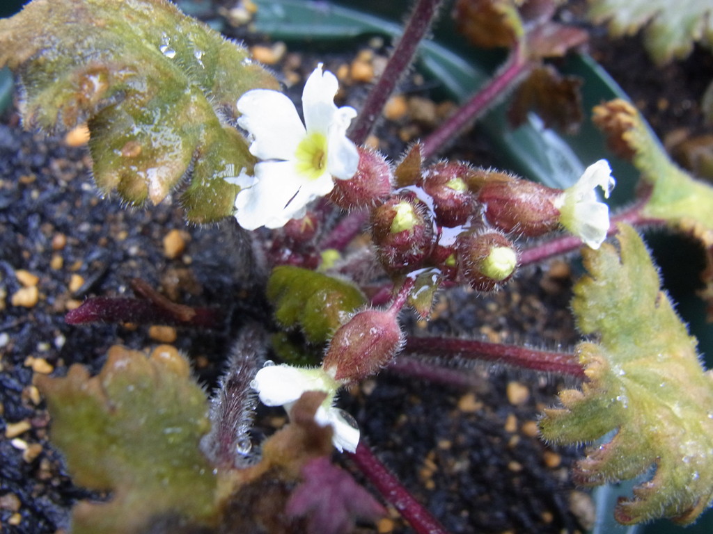 プリムラ　シネンシス・１