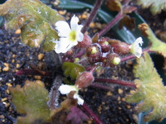 プリムラ　シネンシス・１