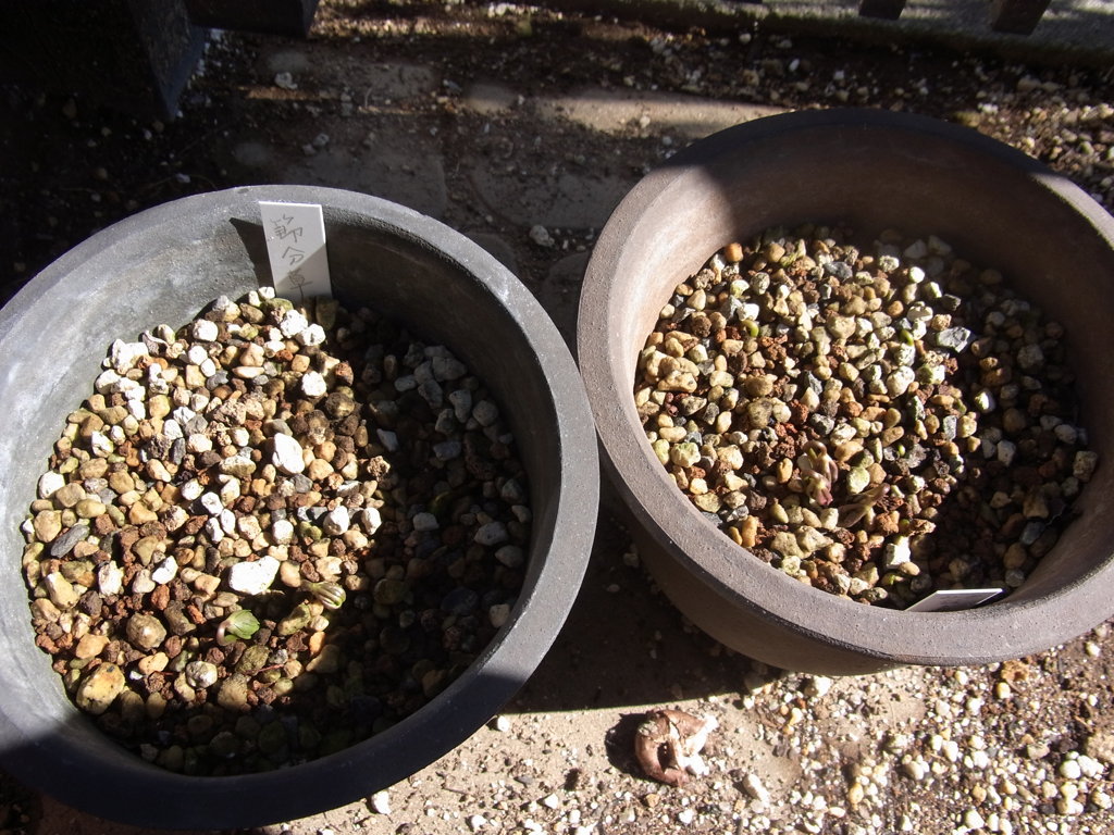 セツブンソウ・１