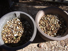 セツブンソウ・１