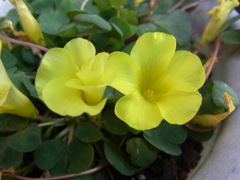 オキザリス　月の雫・２