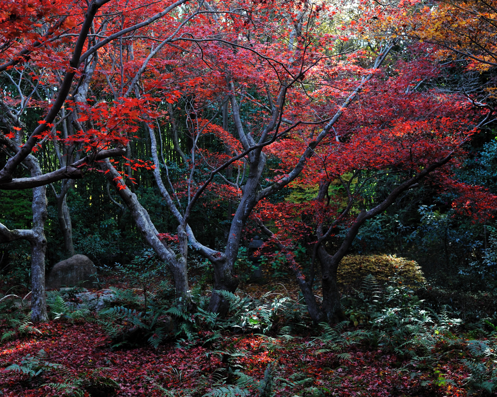 紅い彩り
