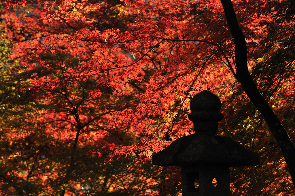 紅葉日和