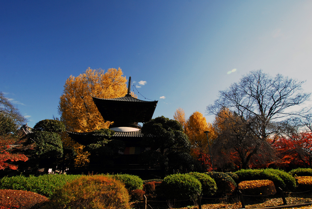 晩秋の空に