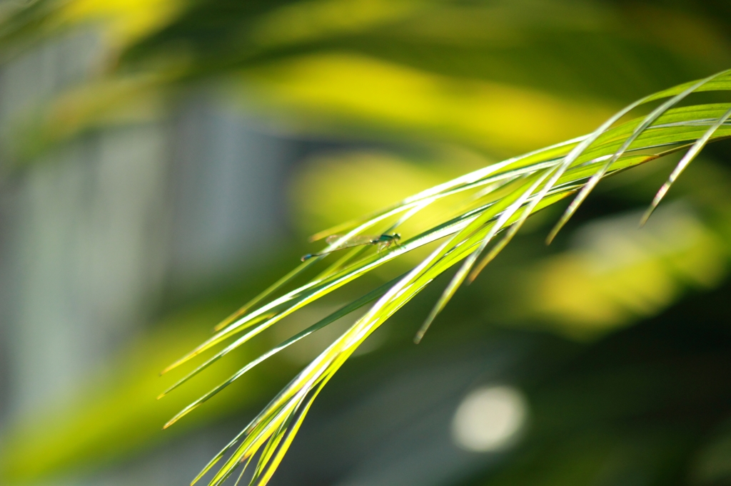 夏の風を想う