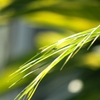 夏の風を想う