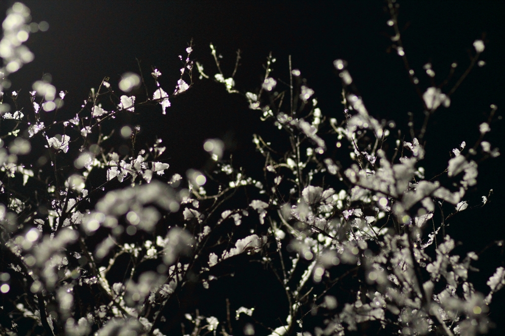 冬の夜桜