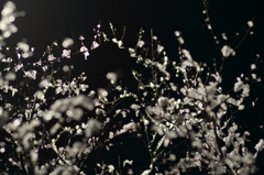 冬の夜桜