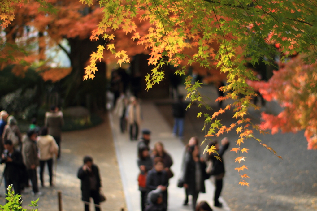 紅葉のカーテン