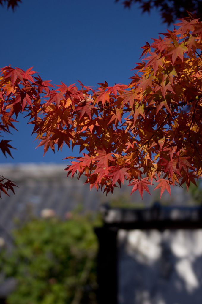 永観堂の紅葉