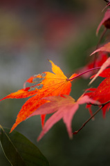 永観堂紅葉