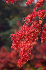 永観堂の紅葉