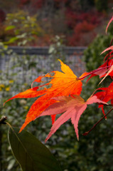 永観堂紅葉