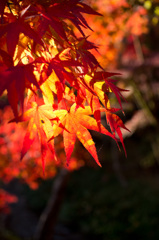 永観堂の紅葉