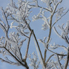 六甲山の樹氷