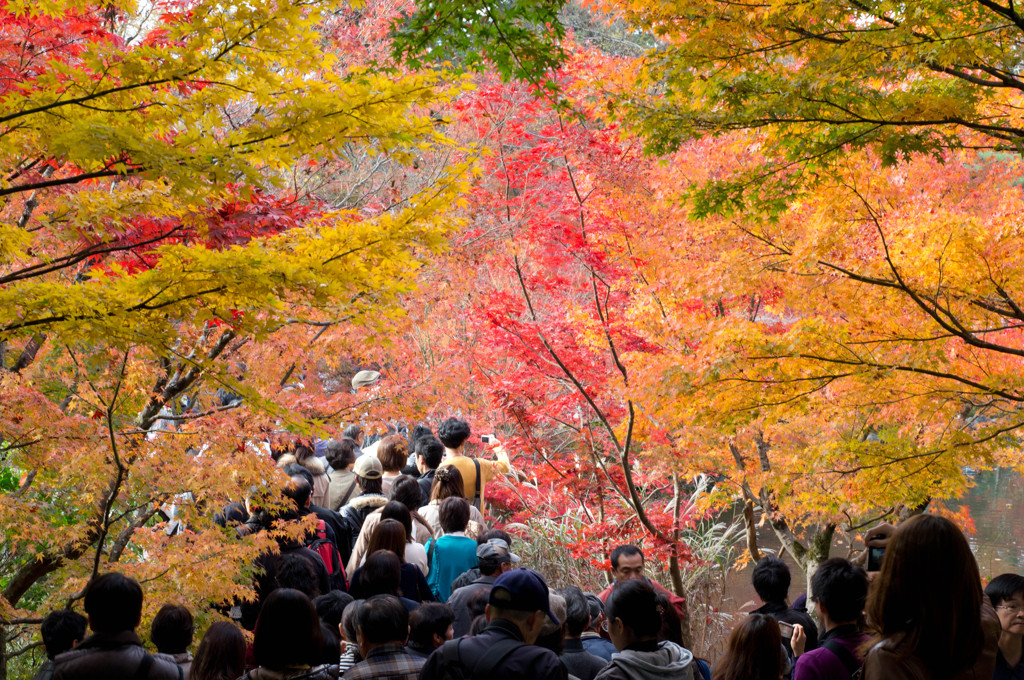 永観堂紅葉