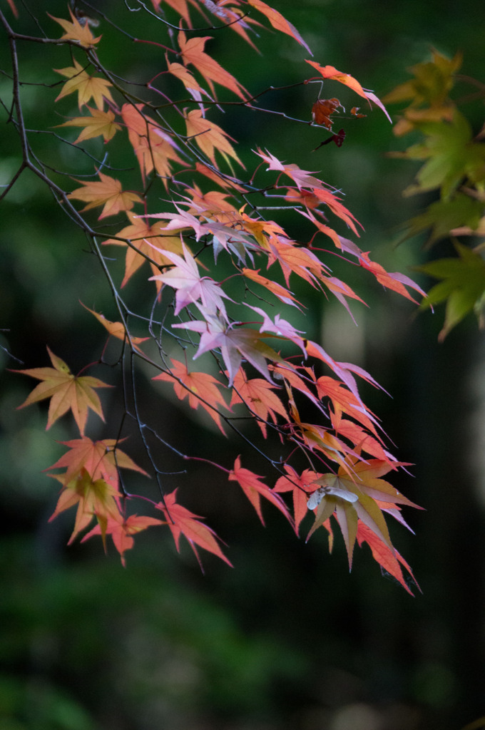 永観堂の紅葉