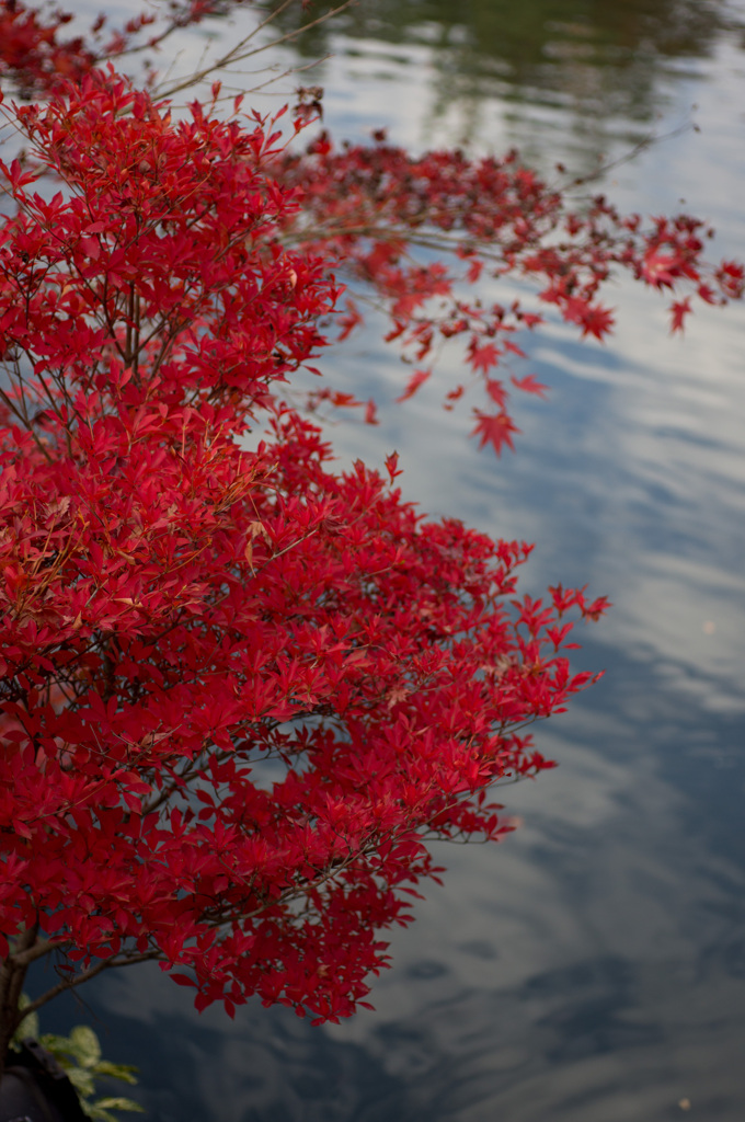 永観堂の紅葉