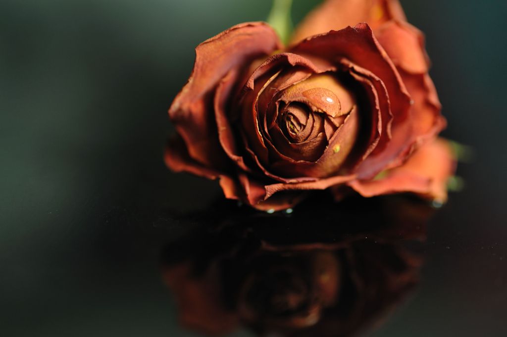 intense feeling of love