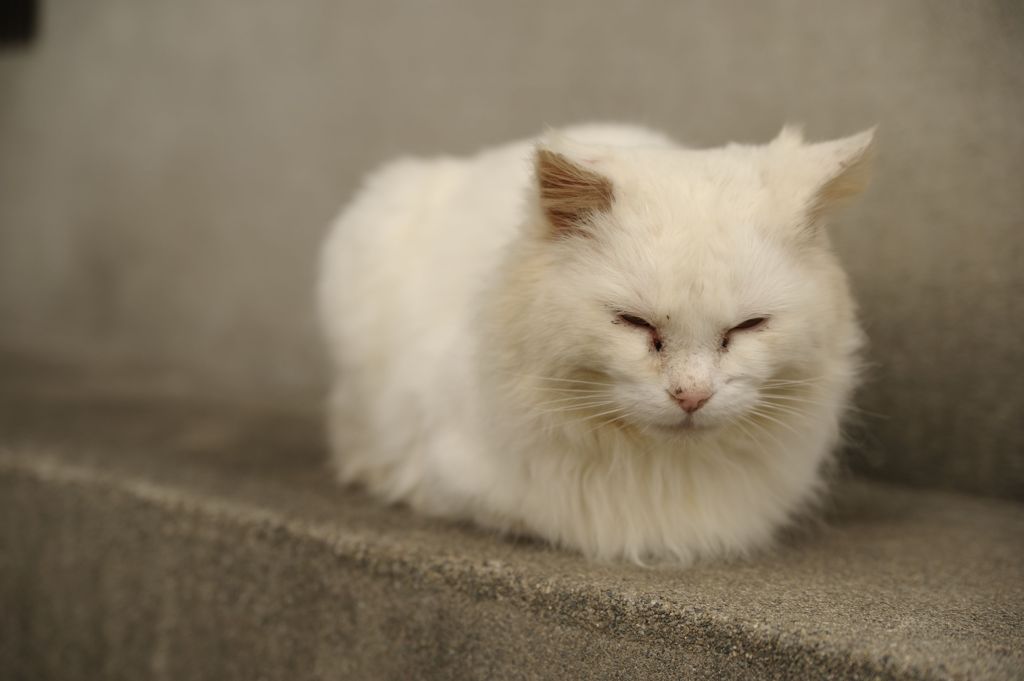 ｎｅｋｏ