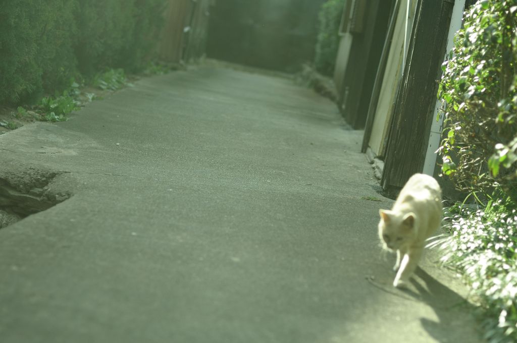 僕がこれから歩く道