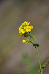 路傍の菜の花