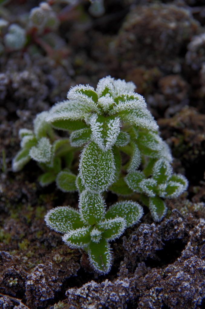 霜朝の小さなツリー