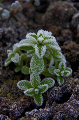 霜朝の小さなツリー