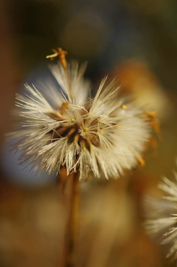 霜朝のタンポポ