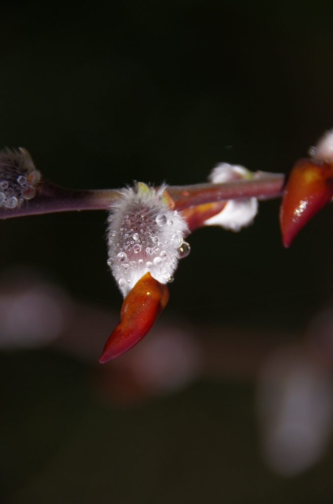 ハットがお似合い