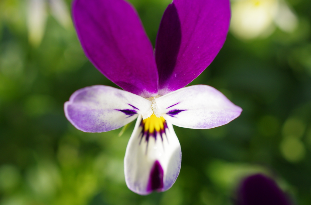花の仮面舞踏会